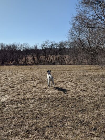 Sun Prairie Pet Exercise Area - Sun Prairie, WI