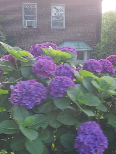 Sunnyside Gardens Park - Sunnyside, NY