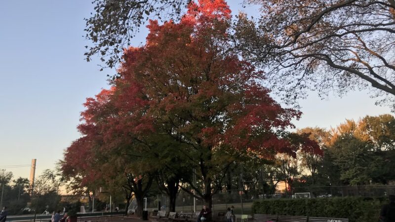 Sunnyside Gardens Park - Sunnyside, NY