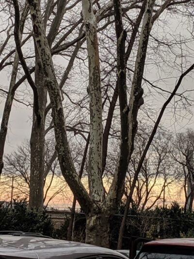 Sunnyside Gardens Park - Sunnyside, NY