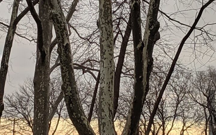 Sunnyside Gardens Park - Sunnyside, NY