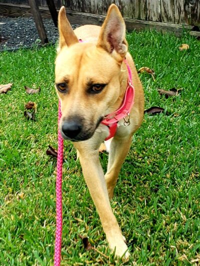 Sunnyside Street Dogs - ,