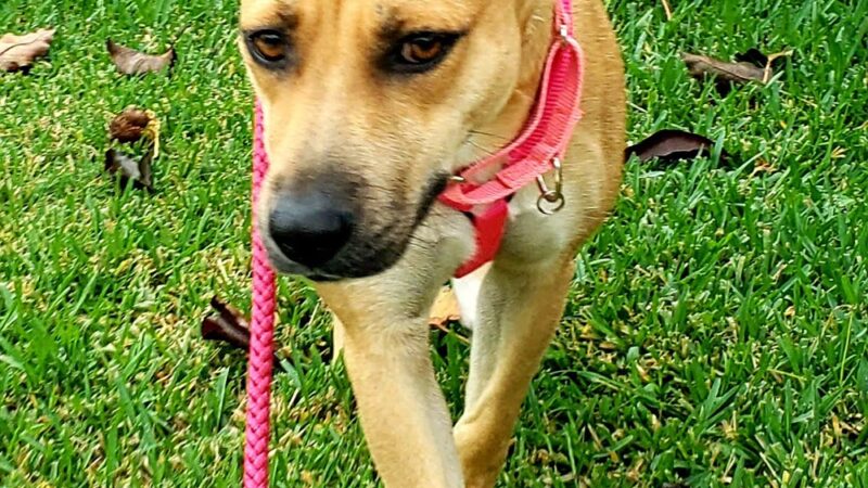 Sunnyside Street Dogs - ,