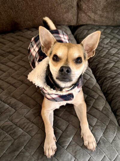 Sunnyside Street Dogs - ,