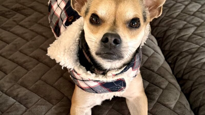 Sunnyside Street Dogs - ,