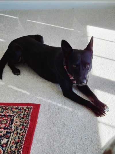 Sunnyside Street Dogs - ,