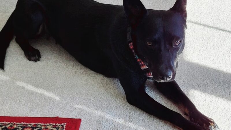 Sunnyside Street Dogs - ,