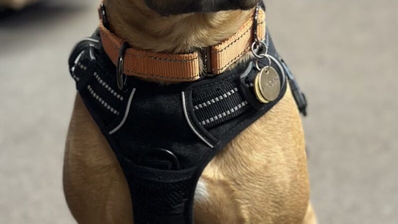 Sunnyside Street Dogs - ,