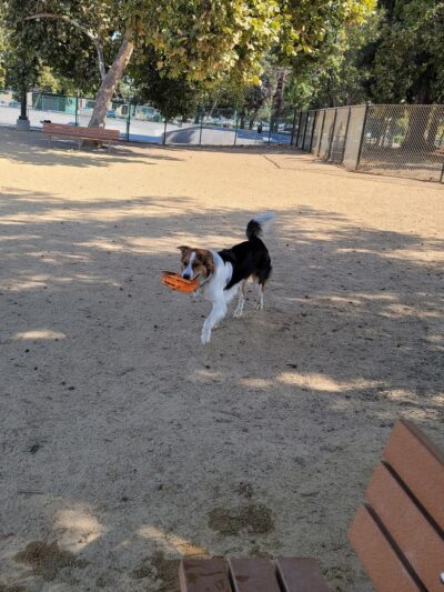 Dog Park | Fair Oaks - Sunnyvale, CA