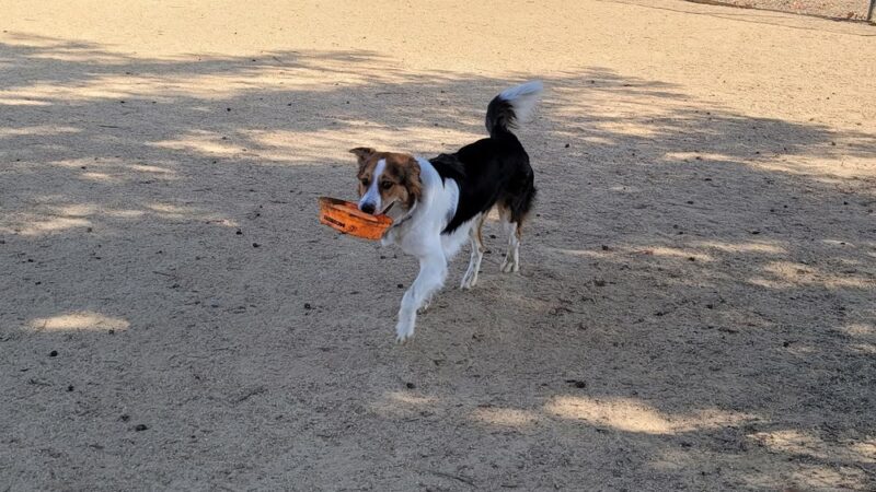 Dog Park | Fair Oaks - Sunnyvale, CA