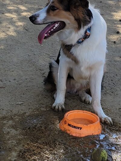Dog Park | Fair Oaks - Sunnyvale, CA