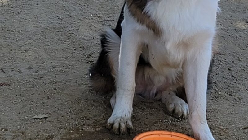 Dog Park | Fair Oaks - Sunnyvale, CA