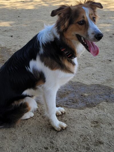 Dog Park | Fair Oaks - Sunnyvale, CA