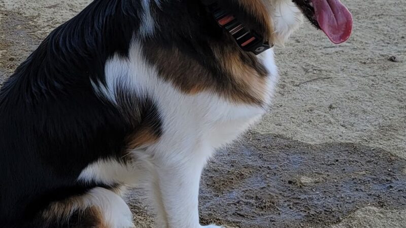 Dog Park | Fair Oaks - Sunnyvale, CA