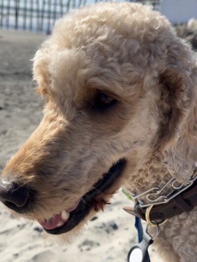 Dog Park | Fair Oaks - Sunnyvale, CA