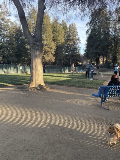 Dog Park | Las Palmas - Sunnyvale, CA