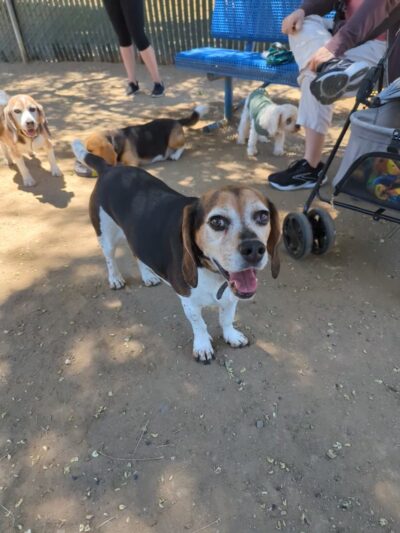 Dog Park | Las Palmas - Sunnyvale, CA