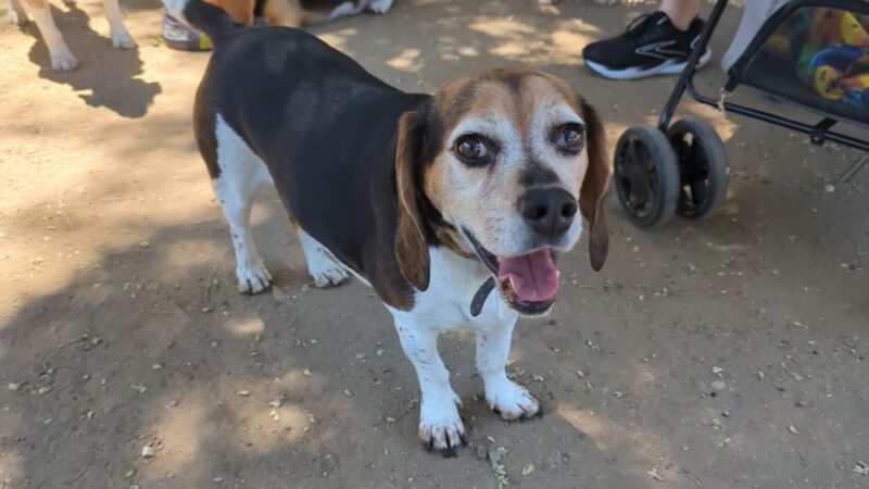 Dog Park | Las Palmas - Sunnyvale, CA