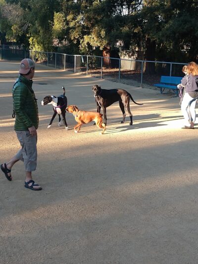 Dog Park | Las Palmas - Sunnyvale, CA