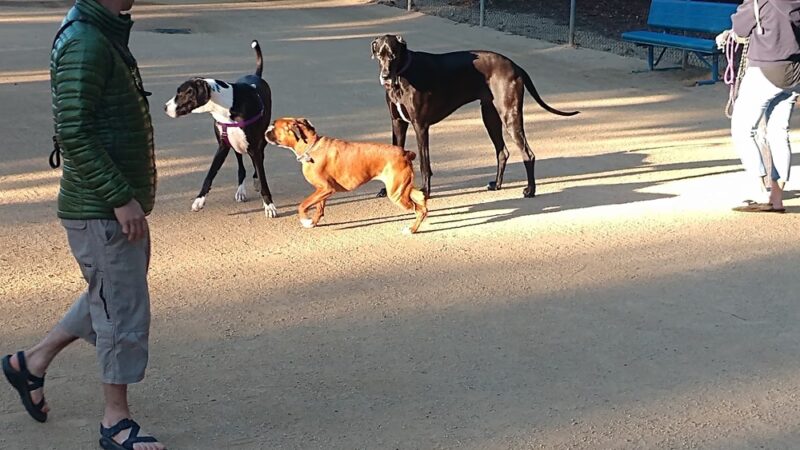 Dog Park | Las Palmas - Sunnyvale, CA