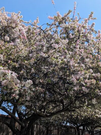 Greenwood Manor Park - Sunnyvale, CA