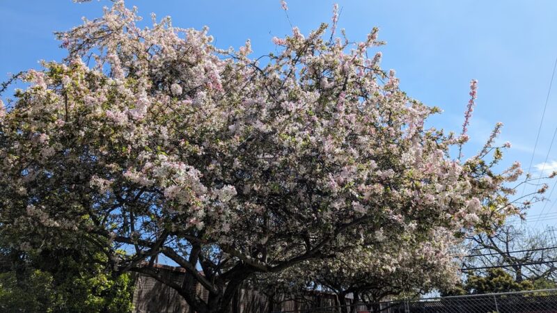 Greenwood Manor Park - Sunnyvale, CA