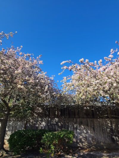 Greenwood Manor Park - Sunnyvale, CA