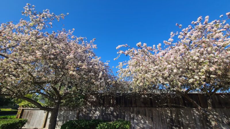 Greenwood Manor Park - Sunnyvale, CA