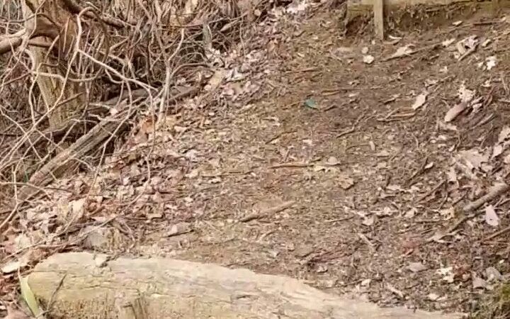 Beech Bottom Falls Trail - Sunset, SC