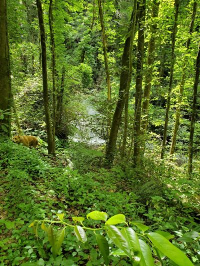 The Narrows Falls - Sunset, SC