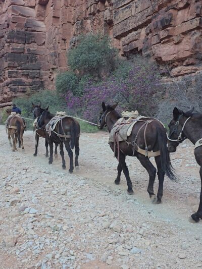 Hualapai Hilltop - Supai, AZ