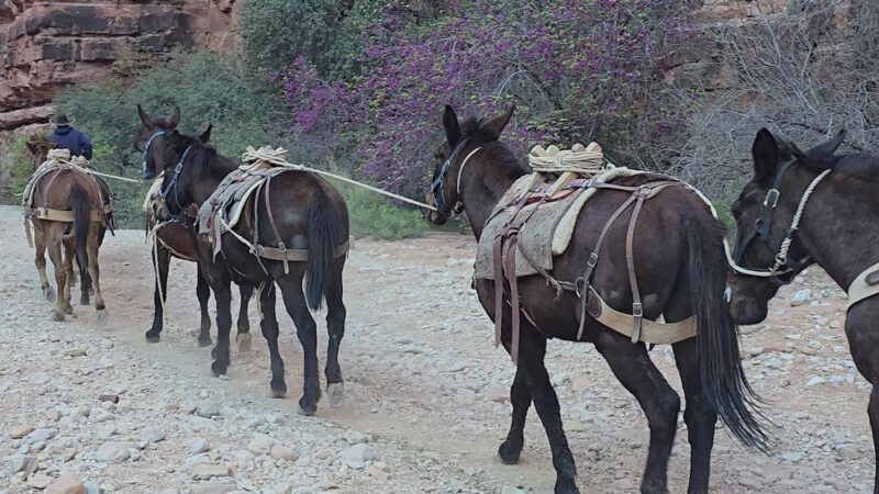 Hualapai Hilltop - Supai, AZ