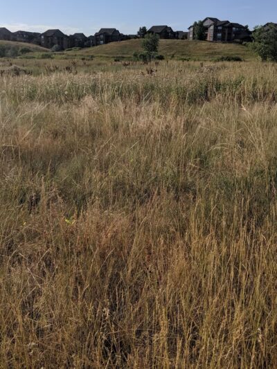 Autrey Park - Superior, CO