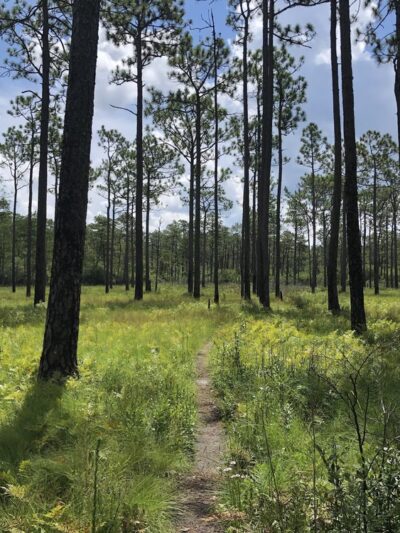 Green Swamp Preserve - Supply, NC