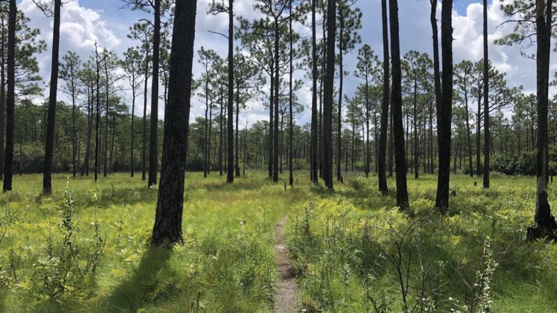 Green Swamp Preserve - Supply, NC