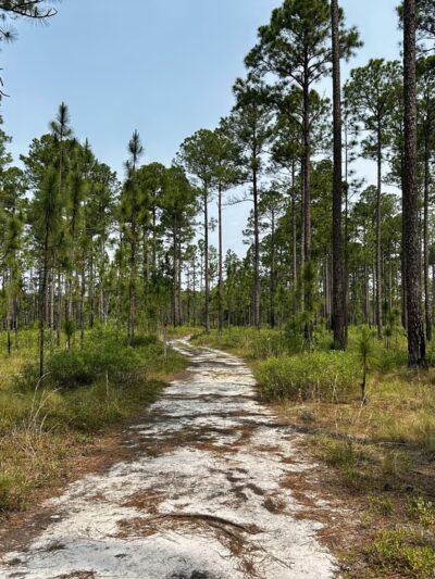 Green Swamp Preserve - Supply, NC