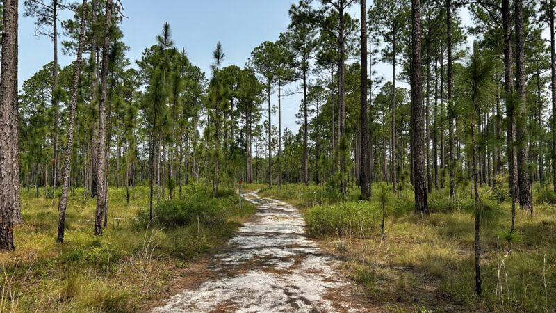 Green Swamp Preserve - Supply, NC