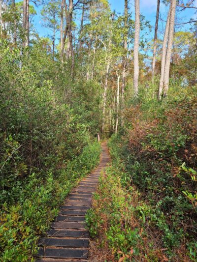 Green Swamp Preserve - Supply, NC