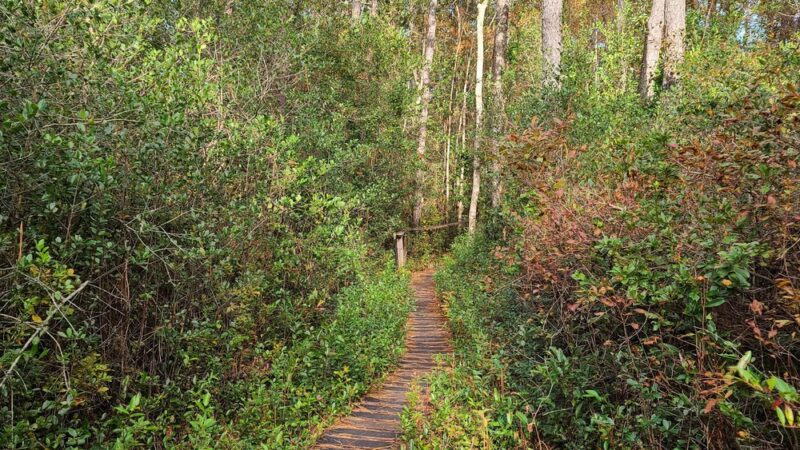 Green Swamp Preserve - Supply, NC