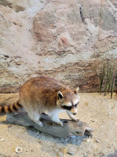 Chippokes State Park Visitor Center - Surry, VA