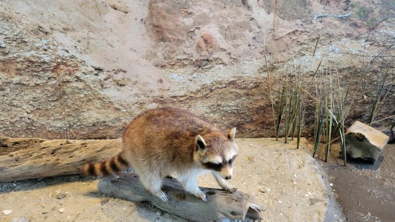 Chippokes State Park Visitor Center - Surry, VA