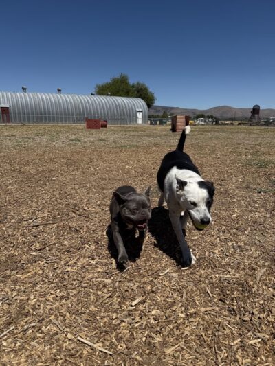 Susanville Bark Park - Susanville, CA