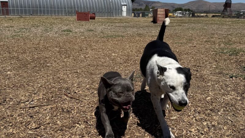 Susanville Bark Park - Susanville, CA