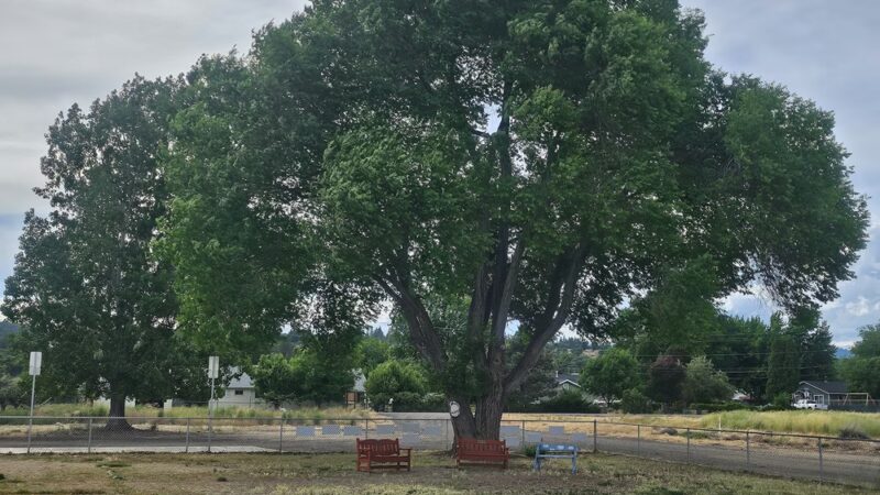 Susanville Bark Park - Susanville, CA