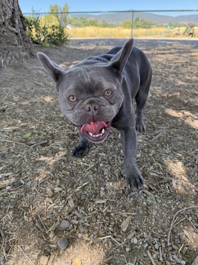Susanville Bark Park - Susanville, CA