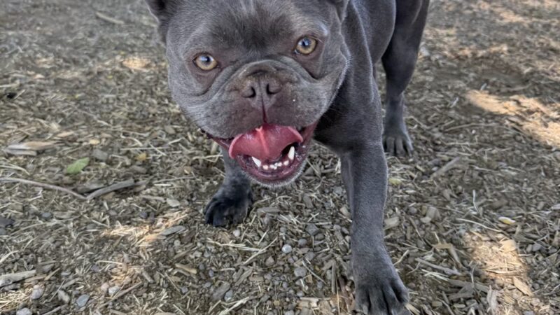 Susanville Bark Park - Susanville, CA
