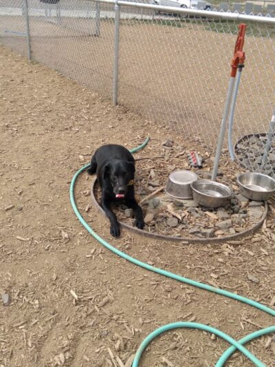 Susanville Bark Park - Susanville, CA