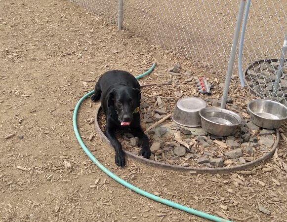 Susanville Bark Park - Susanville, CA