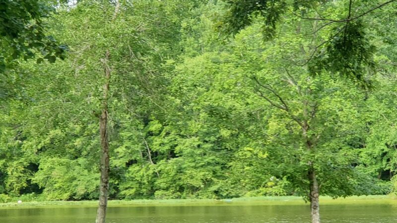 Whippernock Campground - Sutherland, VA