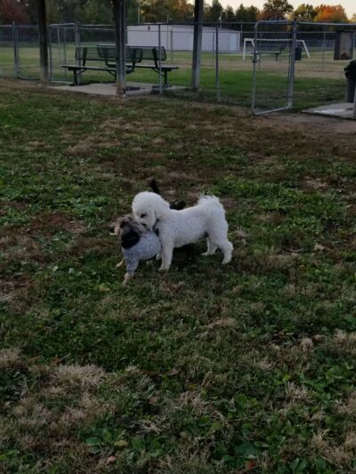 Dog Park Melvin Price Memorial Park - Swansea, IL